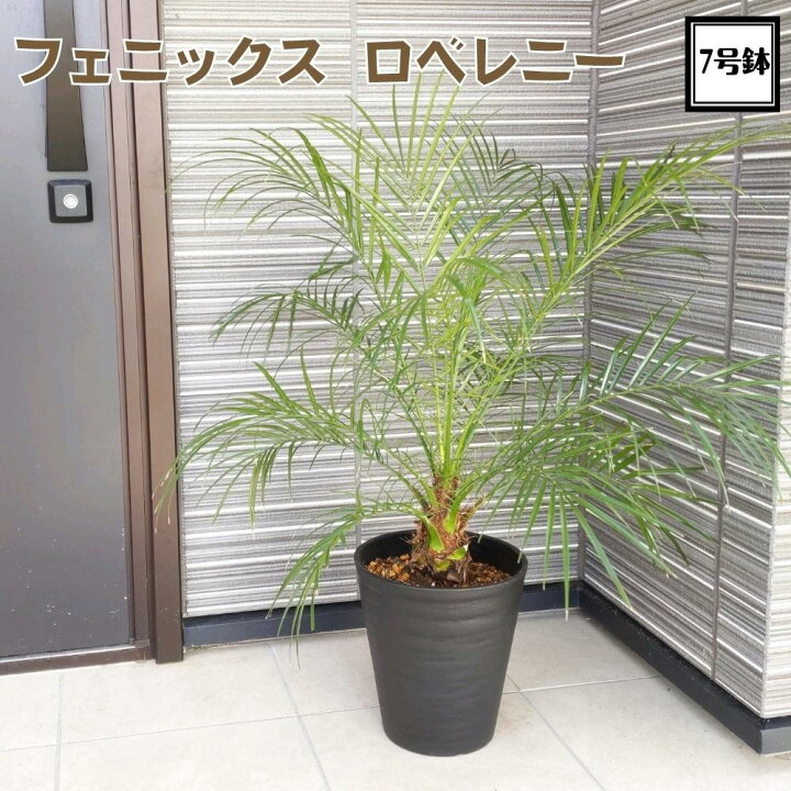 楽天市場 人気のコンパクトサイズフェニックス ロベレニー 7号鉢 送料無料 植え替え不要ヤシの木 ロべヤシ やし ヤシ Tahiti Marche ータヒチマルシェー