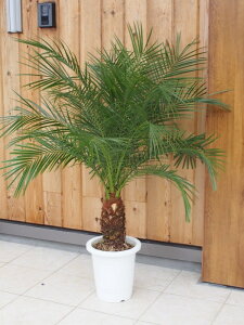 観葉植物 フェニックスロベレニーの人気商品 通販 価格比較 価格 Com 観葉植物 フェニックスロベレニーの人気商品 通販 価格比較 価格 Com