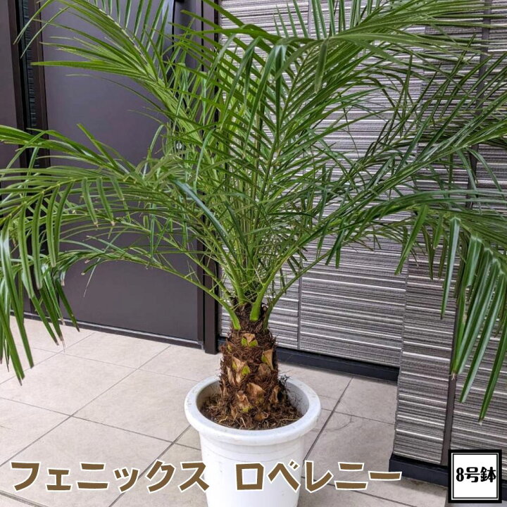 楽天市場】八丈島産！年中南国ムード満点！！状態抜群の良株  