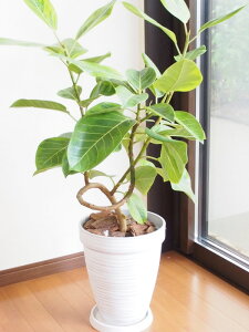 観葉植物 アルテシーマの人気商品 通販 価格比較 価格 Com