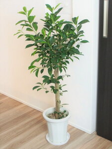 観葉植物 ガジュマル 送料無料の人気商品 通販 価格比較 価格 Com