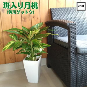 s茎 7tVFWW[h hJr h ~Nn[u AsjA 