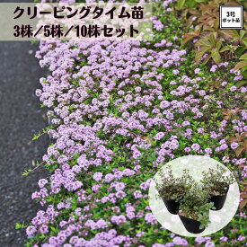 大人気！！香り良い雑草防止《グランドカバー クリーピングタイム苗》 3株 / 5株 / 10株 ハーブ苗