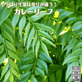 《カレーリーフ ポット苗 / 4号鉢 / 大株4.5号鉢》 植え替え不要 カレーの木 ナンヨウザンショウ カリーパッタ カルピンチャ 苗 ハーブ苗