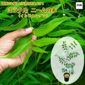 ニームの木 ミラクルニーム 苗 4号大株インドセンダン 天然虫よけ ハーブ