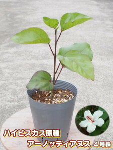 苗 ハイビスカスの人気商品 通販 価格比較 価格 Com