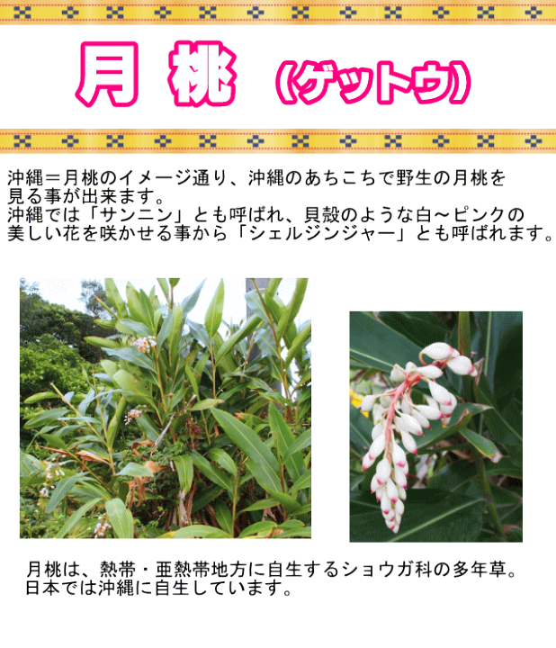 楽天市場】沖縄月桃《シェルジンジャー 月桃》 5号鉢 / 7号鉢ゲットウ