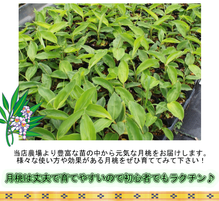 楽天市場】沖縄月桃《シェルジンジャー 月桃》 5号鉢 / 7号鉢ゲットウ