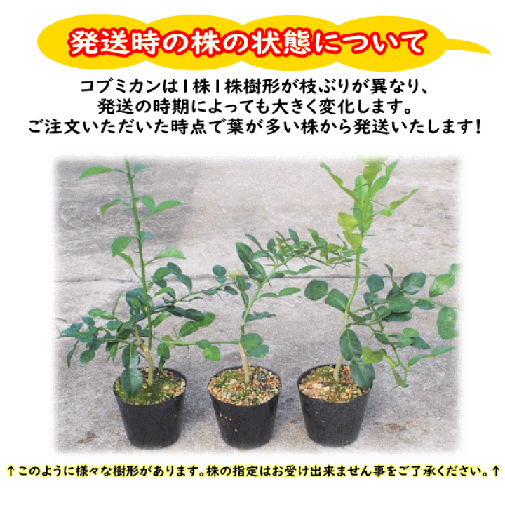楽天市場】《コブミカン 4号 接ぎ木 ポット苗》バイマックルー
