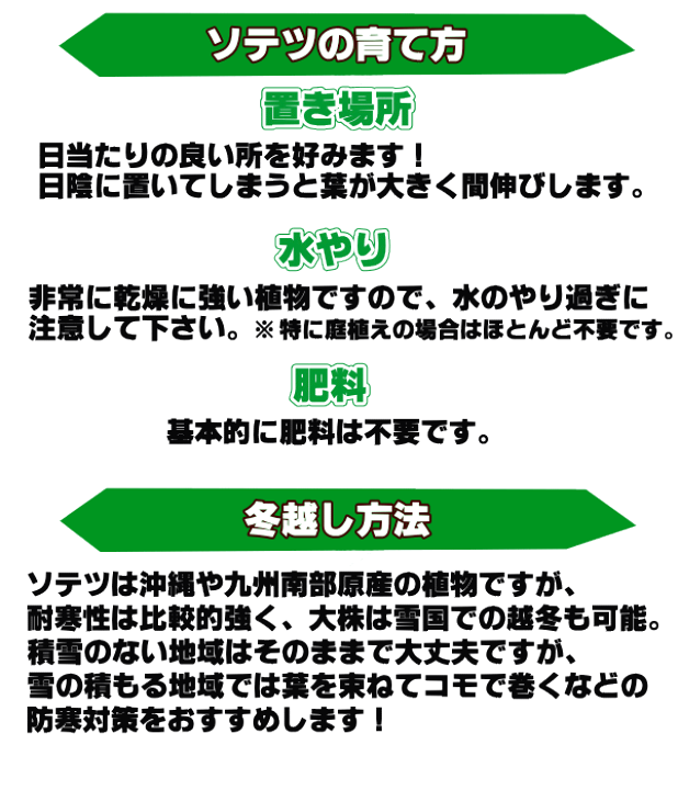 楽天市場】＼現品販売／ 《特A品株 ソテツ 7号株》寒さに強い