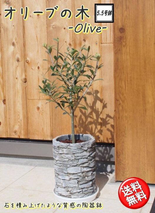 楽天市場 オリーブの木 5 5号 陶器鉢 コンパクト樹形観葉植物 新築祝い 結婚祝い 開店祝い 誕生日プレゼント プレゼント 贈り物 ギフト 送料無料 Tahiti Marche ータヒチマルシェー 楽天市場 オリーブの木 5 5号 陶器鉢 コンパクト樹形観葉植物 新築祝い 結婚祝い 開店祝い 誕生日プレゼント プレゼント 贈り物 ギフト 送料無料 Tahiti Marche ータヒチマルシェー