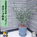 《オリーブの木 エコポット 6号鉢植え》 選べる鉢カラー観葉植物 新生活 新築祝い 結婚祝い 開店祝い 誕生日プレゼント 贈り物 プレゼント ギフト 送料無料