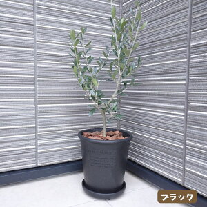 sI[u̖ GR|bg 6At Iׂ锫J[ϗtA V Vzj j JXj av[g 蕨 v[g Mtg 