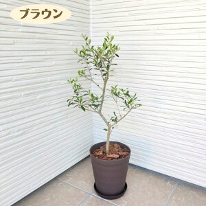 _LO1ʊlI^ ͂߂ẴI[u̖؍͔|Zbg 6lC̃I[u Iׂ锫J[ AւsvI[u olive ϗtA V Vzj