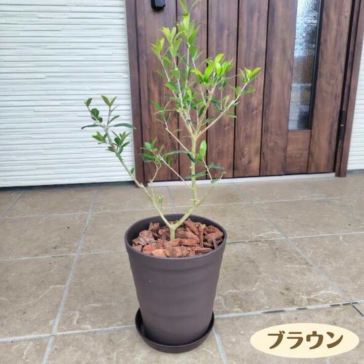楽天市場】＼ランキング1位獲得！／ はじめてのオリーブの木栽培セット 