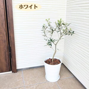 _LO1ʊlI^ ͂߂ẴI[u̖؍͔|Zbg 6lC̃I[u Iׂ锫J[ AւsvI[u olive ϗtA V Vzj