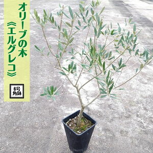 X[p[SALE 30%OFFIsI[u̖ 6pt I[u c olive ϗtA V Vzj j JXj av[g 