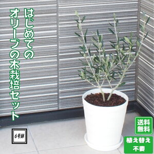 観葉植物 6号 オリーブの木の人気商品 通販 価格比較 価格 Com