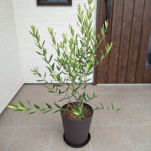 ͂V{c[II ͂߂ẴI[u̖؍͔|Zbg 8 [3`4N劔lC̃I[u Iׂ锫J[ AւsvI[u olive ϗtA V Vzj