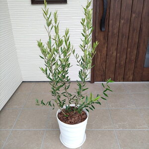 ͂V{c[II ͂߂ẴI[u̖؍͔|Zbg 8 [3`4N劔lC̃I[u Iׂ锫J[ AւsvI[u olive ϗtA V Vzj