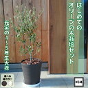 届いた時からシンボルツリー！！ はじめてのオリーブの木栽培セット 8号鉢 充実の4〜5年生大株人気のオリーブ 選べる鉢カラー 植え替え不要オリーブ olive 観葉植物 新生活 新築祝い