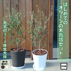 楽天市場】届いた時からシンボルツリー！！ はじめてのオリーブの木 