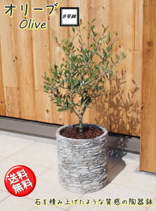 玄関 鉢植え 木の人気商品 通販 価格比較 価格 Com