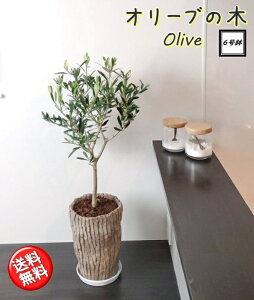 観葉植物 6号 オリーブの木 Diy 工具の人気商品 通販 価格比較 価格 Com