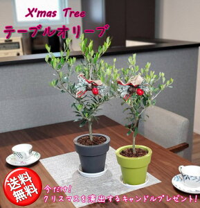 オリーブ 木 室内 観葉植物の人気商品 通販 価格比較 価格 Com