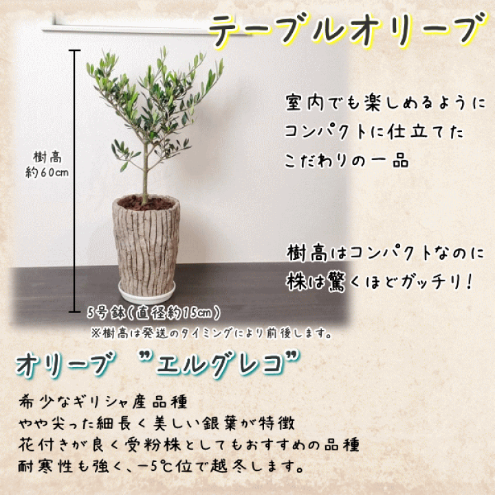 楽天市場 オリーブの木 5号 ロング陶器鉢 コンパクト樹形で室内にピッタリ観葉植物 新生活 新築祝い 結婚祝い 開店祝い 誕生日プレゼント 贈り物 プレゼント ギフト 送料無料 Tahiti Marche ータヒチマルシェー