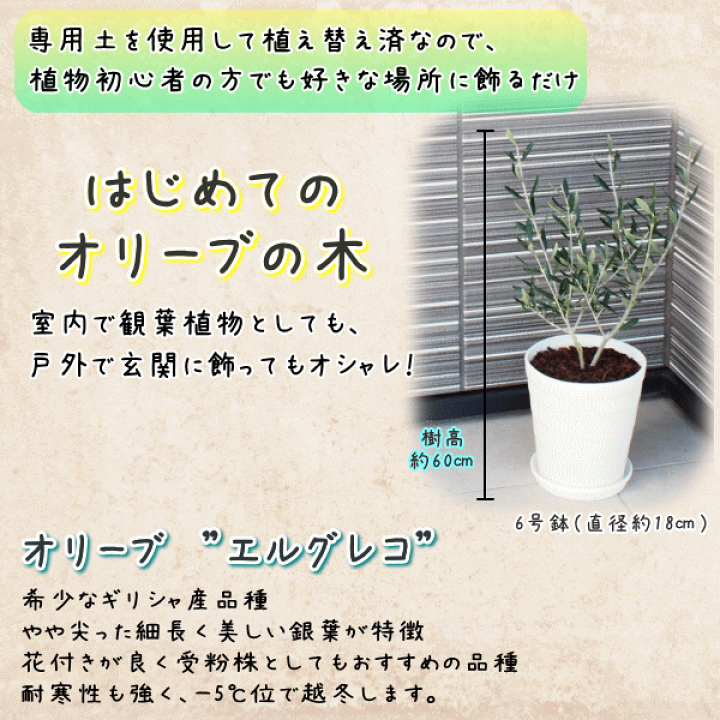 オリーブ エルグレコ 高木 庭植え 庭木 5号 常緑 苗木 観葉植物 地植え