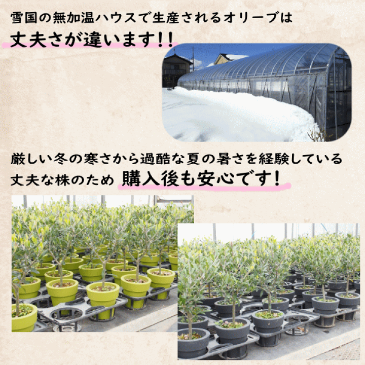 オリーブ　盆栽　５号陶器鉢つき　幹太❗ オリーブ 盆栽 5号陶器鉢つき 幹太❗