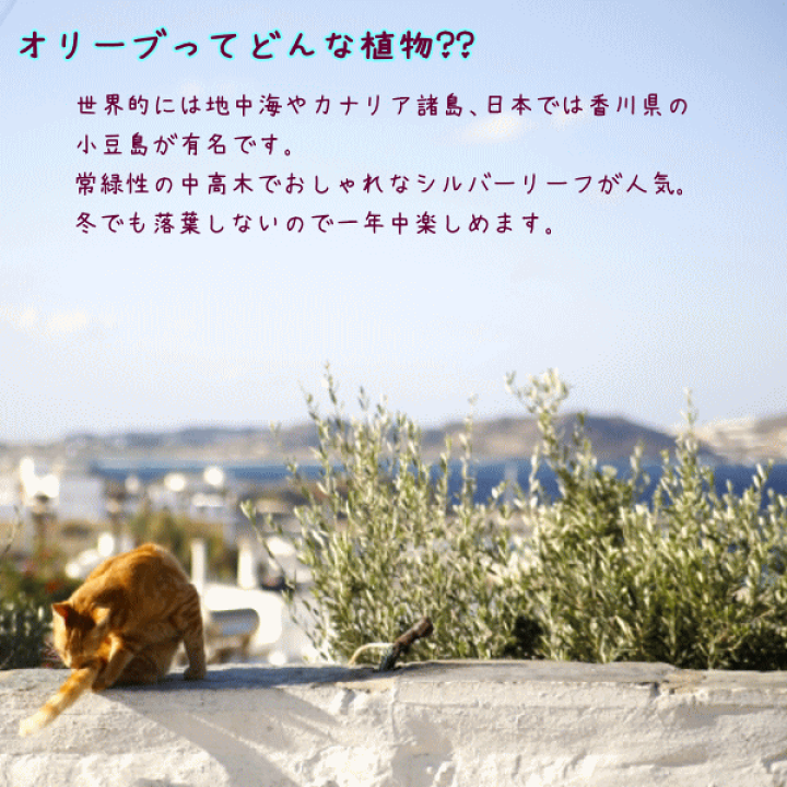 楽天市場 オリーブの木 5号鉢植え 選べる鉢カラー コンパクト樹形で室内にピッタリ観葉植物 新生活 新築祝い 結婚祝い 開店祝い 誕生日プレゼント 贈り物 プレゼント ギフト 送料無料 Tahiti Marche ータヒチマルシェー
