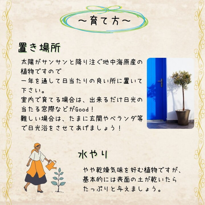 楽天市場 ランキング1位獲得 冬から始めるはじめてのオリーブの木栽培セット 6号鉢人気のオリーブ 選べる鉢カラー 植え替え不要オリーブ Olive 観葉植物 新生活 新築祝い バレンタイン Tahiti Marche ータヒチマルシェー