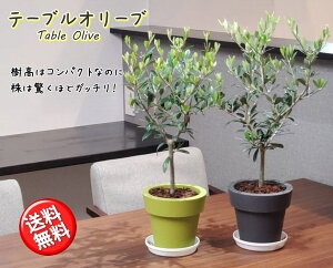 オリーブ 木 室内 観葉植物の通販 価格比較 価格 Com