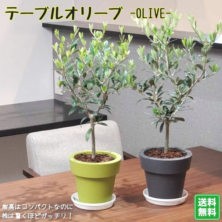 楽天市場】《今から楽しむ！ オリーブの木 5号鉢植え 選べる鉢カラー