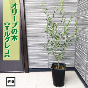 sI[u̖ 6pt I[u c olive ϗtA V Vzj j JXj av[g 