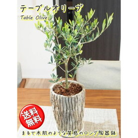 《オリーブの木 5号 ロング陶器鉢》コンパクト樹形で室内にピッタリ観葉植物 新生活 新築祝い 結婚祝い 開店祝い 誕生日プレゼント 贈り物 プレゼント ギフト 送料無