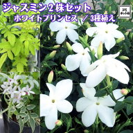 人気品種！！寒さに強く香り抜群！！《ジャスミン ホワイトプリンセス 苗 2株セット》 《ジャスミン3種植…