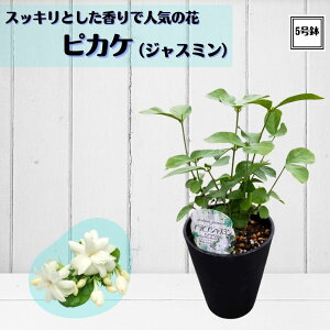 WX~eB[ɂOKIId炫 sJP 4 / 5ArAWX~ }cJ nCACt[