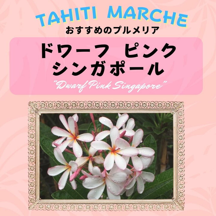 楽天市場】プルメリア シンガポールドワーフピンク 5号鉢 