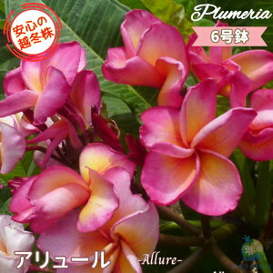 _S̉z~^ ʃZNg vA A[ 6劔X^_[hi큙eBpjG tWpj A c MѐA nC ^C ^q` 