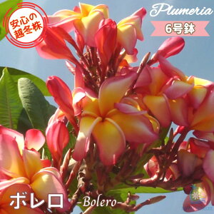 _S̉z~^ ʃZNg vA { 6劔X^_[hi큙eBpjG tWpj A c MѐA nC ^C ^q` 