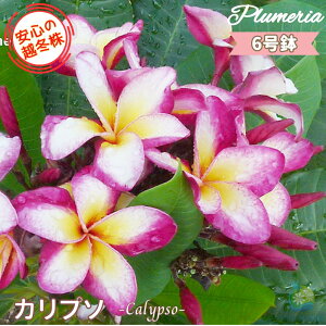 ԉt _S̉z~^ ʃZNg vA Jv\ 6劔X^_[hi큙eBpjG tWpj A c MѐA nC ^C ^q` 