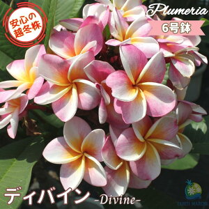 _S̉z~^ ʃZNg vA fBoC 6劔X^_[hi큙eBpjG tWpj A c MѐA nC ^C ^q` 