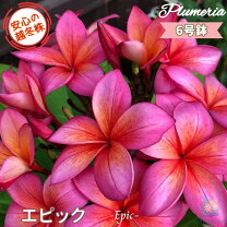 楽天市場】プルメリア レッドジャックの通販