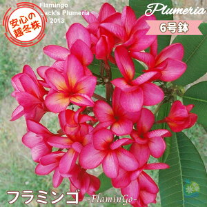 y30%OFF X[p[SALEz_S̉z~^ ʃZNg vA t~S 6劔X^_[hi큙eBpjG tWpj A c MѐA nC ^C ^q` 