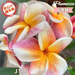 _S̉z~^ ʃZNg vA J105 6劔X^_[hi큙eBpjG tWpj A c MѐA nC ^C ^q` 