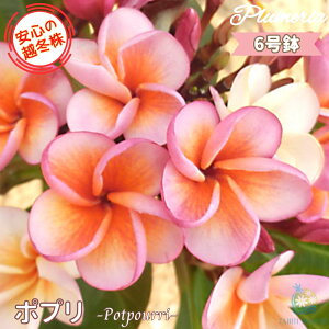_S̉z~^ ʃZNg vA |v 6劔X^_[hi큙eBpjG tWpj A c MѐA nC ^C ^q`