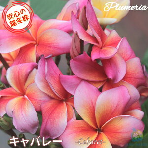 _S̉z~^vA Lo[ 5X^_[hi큙WOWbNX nCACt[ eBpjG tWpj A c MѐA nC ^C ^q` 